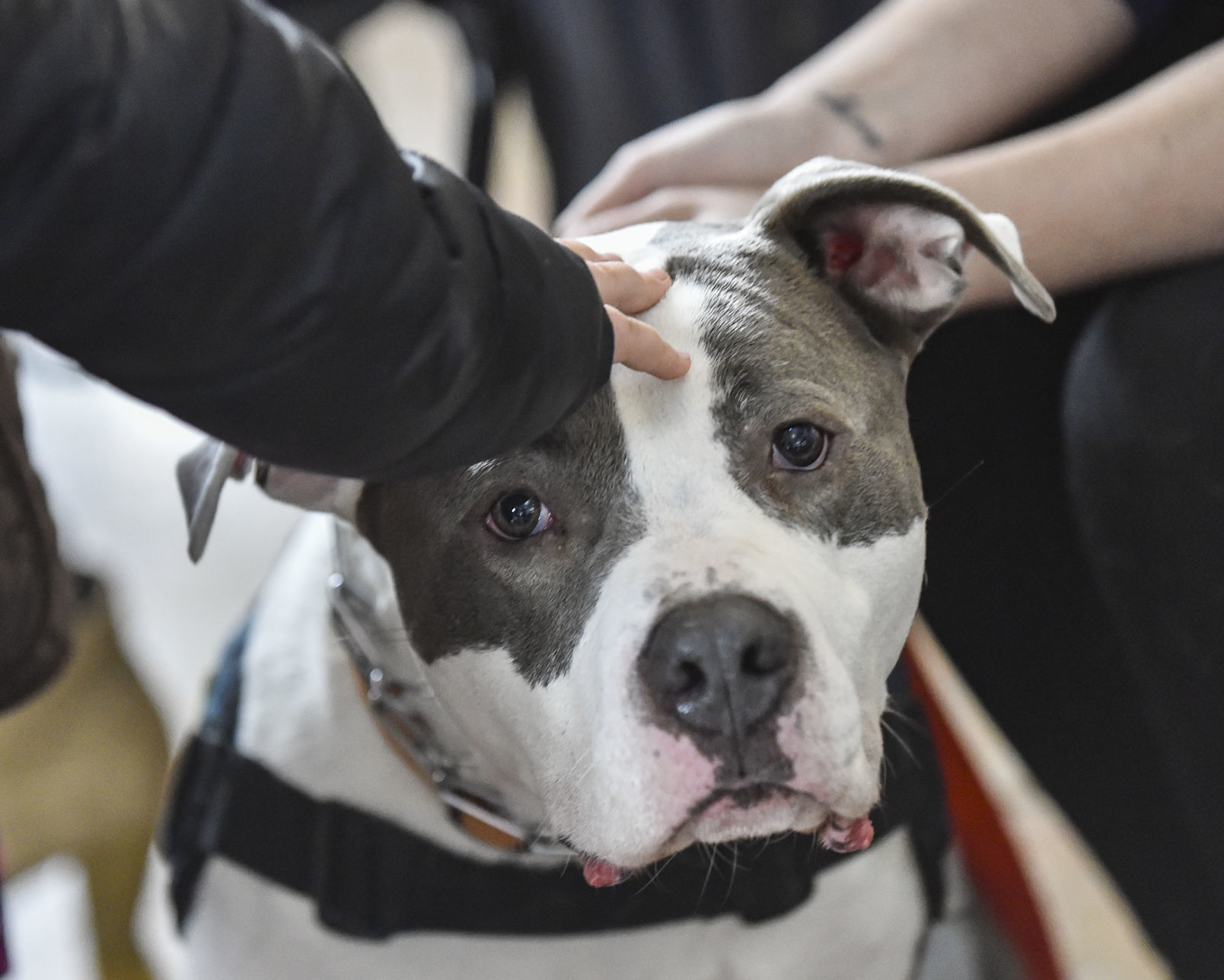 041519-qct-qca-dogs-11.jpg